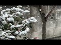 Sudden Snowfall In Japan Sudden Snowflake In Japan