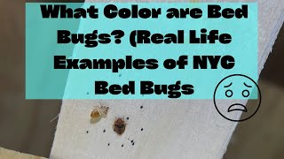 What Color are Bed Bugs? Real Life Examples of Bugs in NYC #bedbugs
