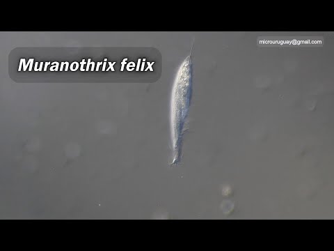 Podrias vivir sin oxigeno?  Muranothrix felix si, lo encontramos en  Cuchilla Alta Canelones Uruguay