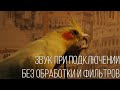 УКУЛЕЛЕ с Aliexpress С ПОДКЛЮЧЕНИЕМ И АКСЕССУАРАМИ