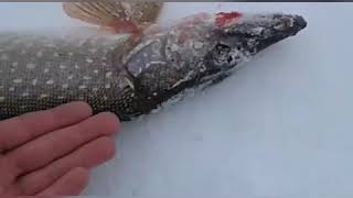 Рыбалка в казахстане боровое