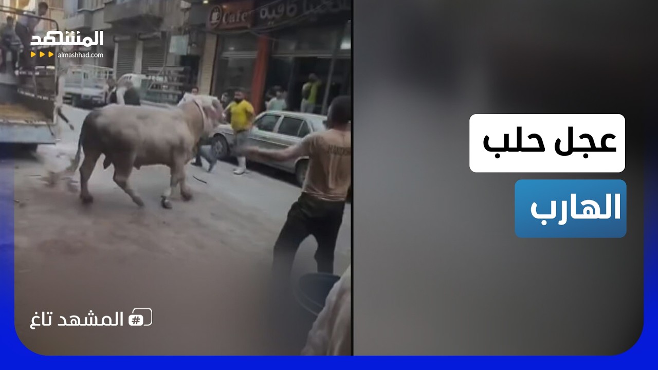 عجل يعلن العصيان في حلب.. مطاردة في الشارع والجمهور منشغل بالتصوير! - المشهد ت?