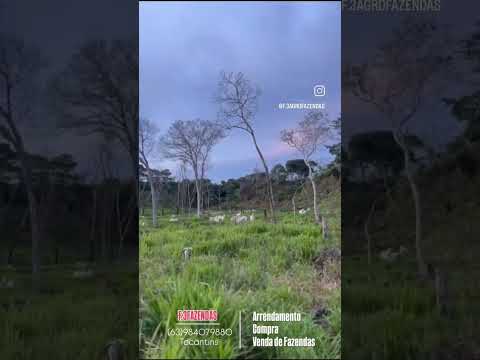 FAZENDA À VENDA EM SANTA TEREZA DO TOCANTINS, (63)984079880