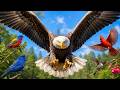Most Beautiful Birds of North America | Stunning North American Birds You Must See | BBTV Official DEFAULT Thumbnail