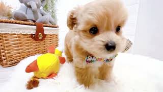 ハーフ犬の動画02