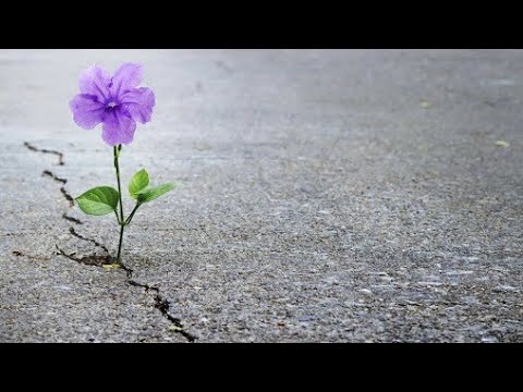 Shkëputje:"Bindja në Allahun tejkalon çdo sfidë!" -Hoxhë Sead Kelmendi |