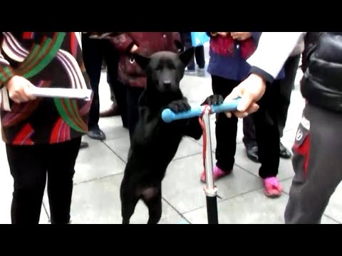 See Puppy Ride a Scooter