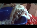 Preview clip of Kat's 3-Way Shampoo at a Beauty Salon