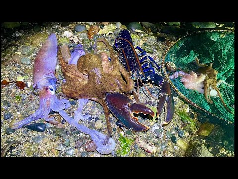 Amazing Coastal Foraging - Squid Octopus & Lobsters - Catch & Cook 