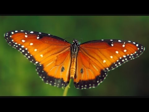 The Beauty of Pollination in HD