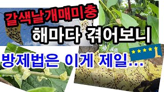 갈색날개매미충 해마다 겪어보니 방제법은 이게 최고(과수 병충해, 과수 해충,갈색날개매미충 방제, 갈색날개매미…