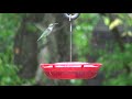 20190920 Hummingbird not perching