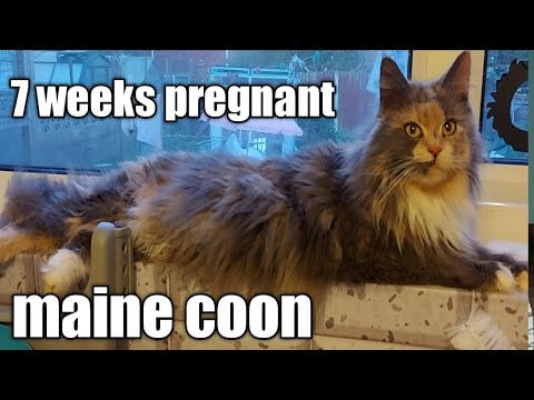 7 weeks pregnant maine coon gives birth soon. also enjoys a fly