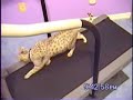 Ocicat Ocicat Workout