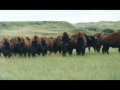 Toro Ara - Wuauquikuna 