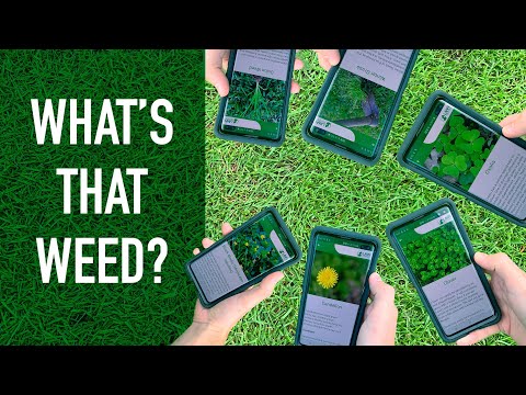 What Weed is That? Handy Lawn App