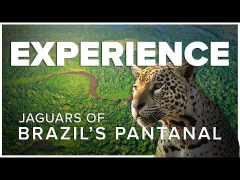 Experience the Jaguars of Brazil's Pantanal with Nat Hab