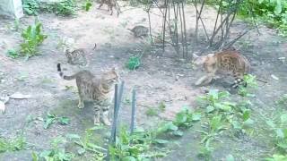 Бенгальские котята для души или в разведение