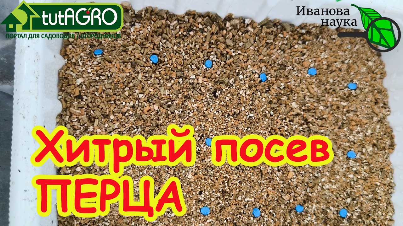 Из-за ЭТОЙ ошибки вы потеряете ВСЕ ТОМАТЫ и ПЕРЦЫ! Сею ЦВЕТНЫЕ семена только ?
