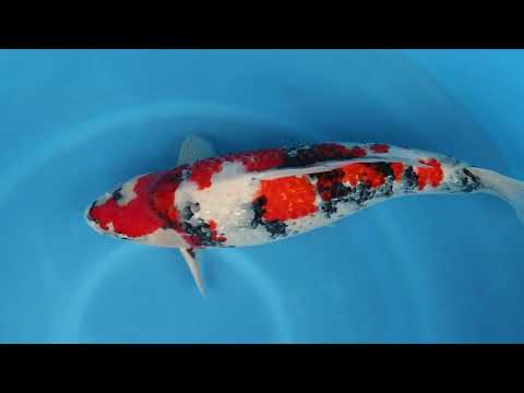 JKS Online Auction: 22nd JKS-AC 22-25 - 3Y Ginrin showa 62 cm Female