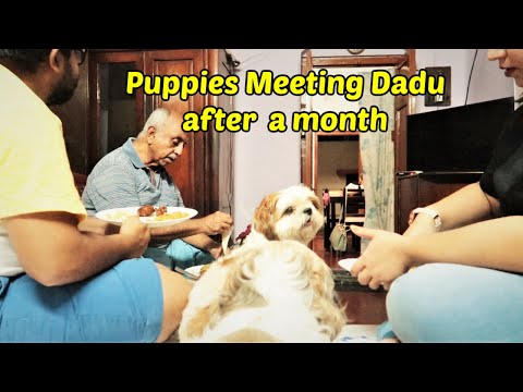 Why are we meeting dad after a long time | Going home after a month | Family time with puppies
