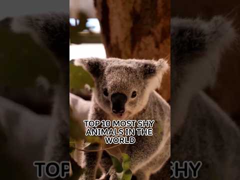 Top 10 Most Shy Animals In The World