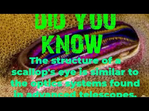 The structure of a scallop's eye is similar to the optics systems found in advanced telescopes.