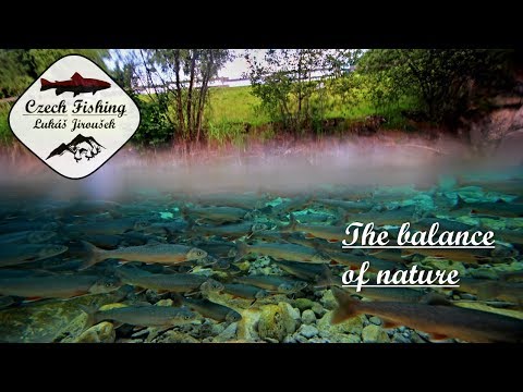 The balance of nature - Fly fishing film [HD] Czech Fishing