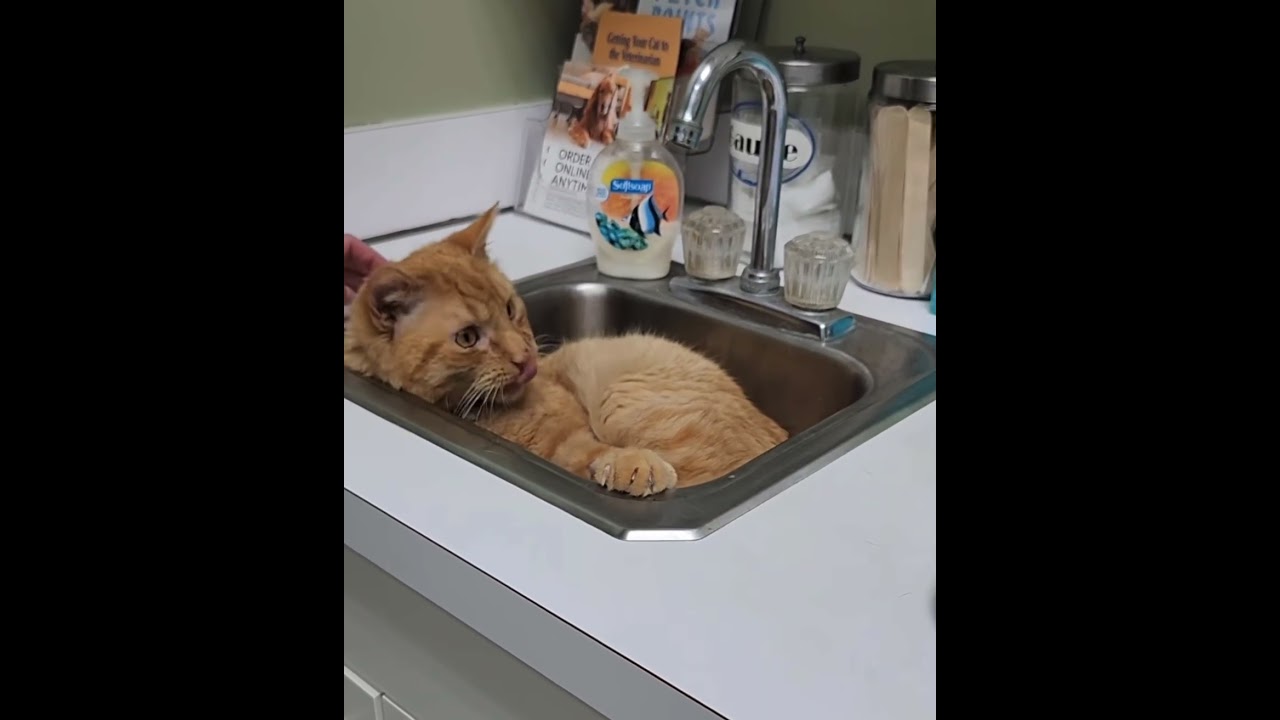 Enlarge JULIUS, a ADOPTABLE Domestic Short Hair in Philadelphia, PA video 5/5