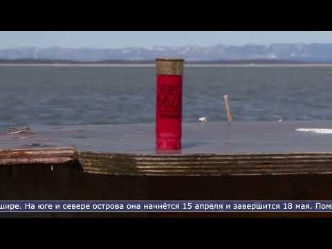 03.04.2026 15 апреля на Сахалине начнётся охота на селезней