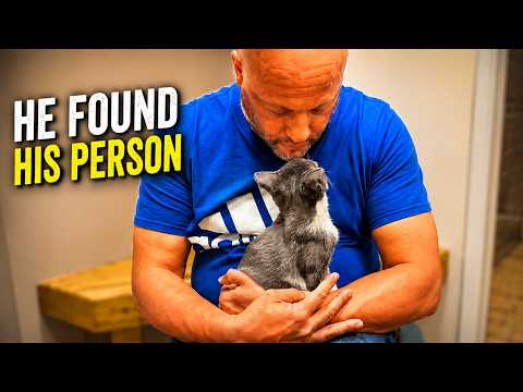Jax Craigslist Pets