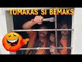 Tumakas na si Bemaks 🤣 Watch till the end 🤣 Bemaks tv
