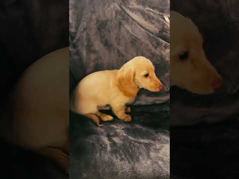Dachshund puppy for sale