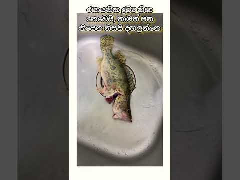 පිඟානට යන්න කලින් ජීවත් වෙන්න උපරිම උත්සහ කරා😥 #pooranimals #viralvideo #fish #sinhala