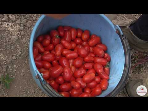 download lagu mp3 mp4 I Sapori Di Corbara, download lagu I Sapori Di Corbara gratis, unduh video klip I Sapori Di Corbara