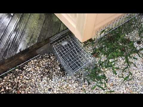 Defending the Deck from Groundhogs in Belmar, NJ