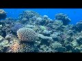 Oceanworld Soundtrack - Even When They Cry ...