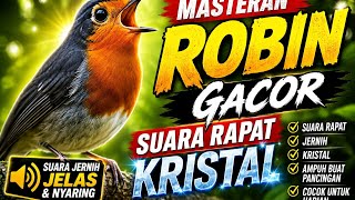 Download lagu Kicau Mania Burung Robin Gacor Durasi Panjang untuk Masteran Burung Juara mp3