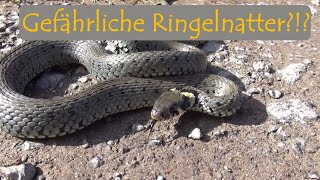 Gefahr durch die Ringelnatter?!? - Woher kommt diese Meinung? | mit Martin Masch