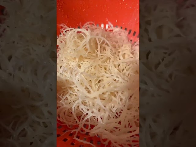 Vídeo relacionado con Musgo de mar dorado salvaje - super alimento 100% natural - Golden Sea Moss: El ingrediente mágico para una vida sana y equilibrada (100G)