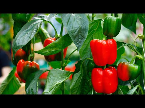 , title : 'Transform Your Old Wall into a Thriving Bell Pepper Garden | Capsicum | diycore |'
