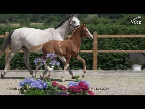 El Zorro SV - HF/Colt v. Esmeraldo - Brantzau - Zirocco Blue