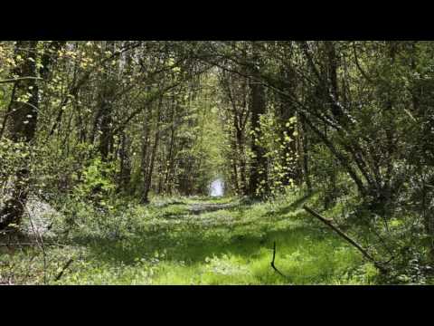 Clip vidéo de Basha Slavinska - Teaser