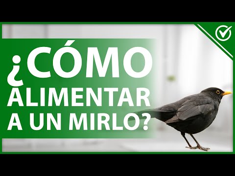 , title : '🐦 Cómo Alimentar a un Mirlo Común | Cuidado de Pichones y Pájaros Adultos 🐦'