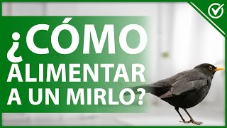 🐦 Cómo Alimentar a un Mirlo Común | Cuidado de Pichones y Pájaros Adultos 🐦