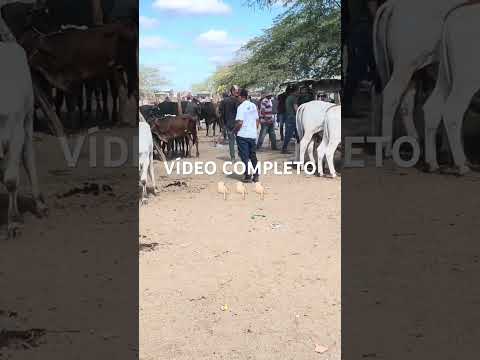 Cachoeirinha-PE é Terra de Gado Extra e Gado de Luxo! 18/12/2025 #nordeste #feira #agrobrasil