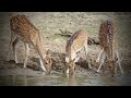 The spotted deer Axis axis ceylonensis තිත් මුවාThith Muwa