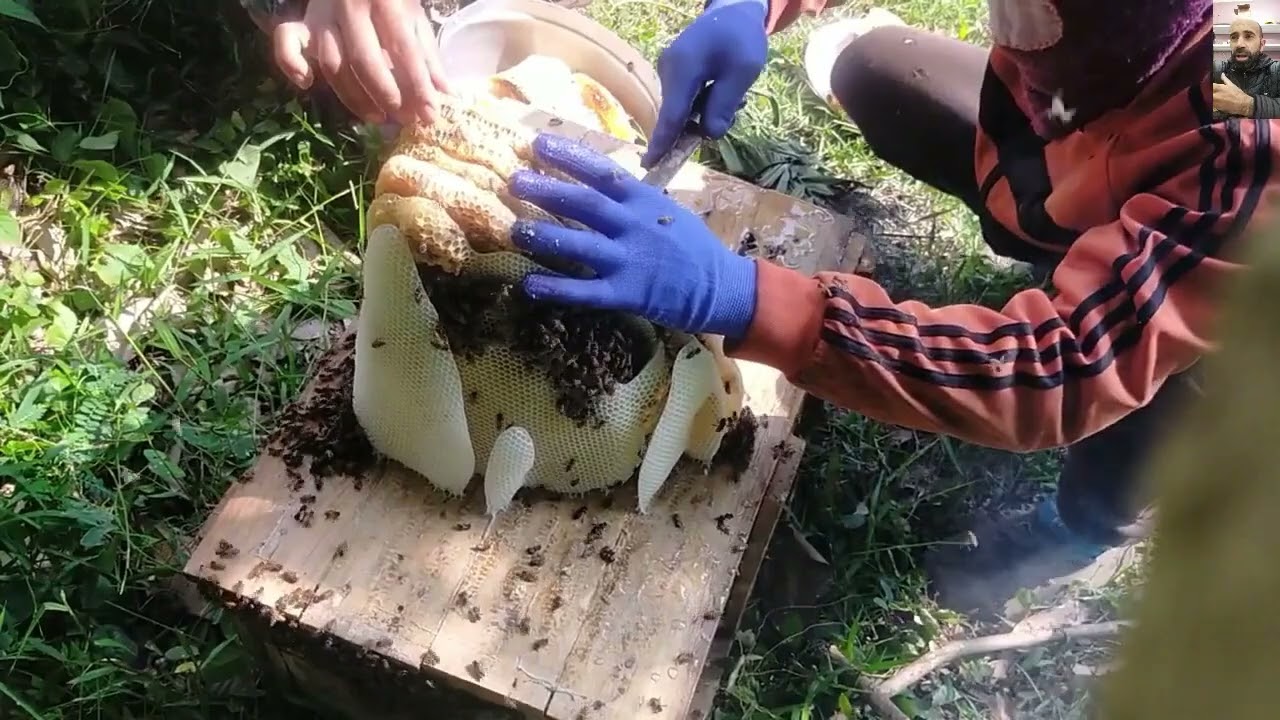 هذا الرجل ترك صندوقا خشبيا وسط الغابة و عاد إليه بعد سنة ليجد فيه كنزا من 🍯 ?