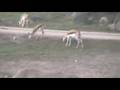 Wild Animal Park Tour 2