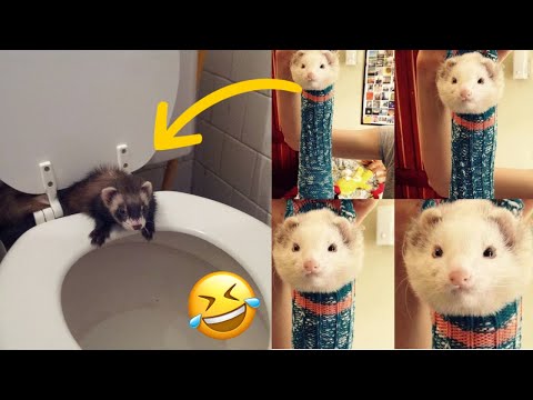 🤣 compilation de furets drôles - furets drôles fails - furets drôles vidéos